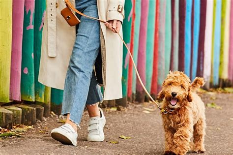 6 Best Dog Poop Bag Holders for Walking Ease.